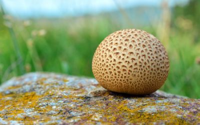 A scleroderma kezelése